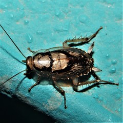 Euthlastoblatta facies