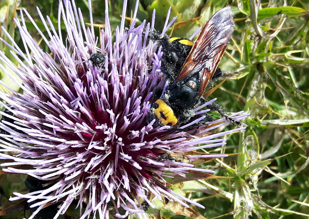 Megascolia maculata flavifrons