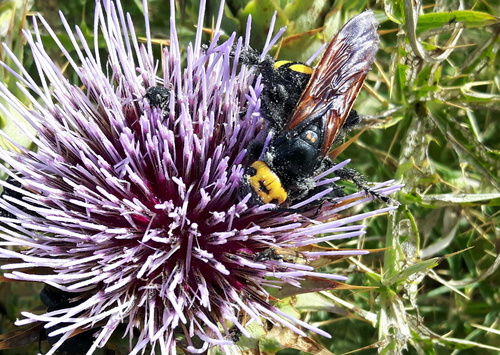 Megascolia maculata flavifrons