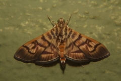 Arthromastix lauralis
