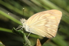 Mariposa Blanca Gigante - Photo (c) Bill Lucas, algunos derechos reservados (CC BY-NC), subido por Bill Lucas