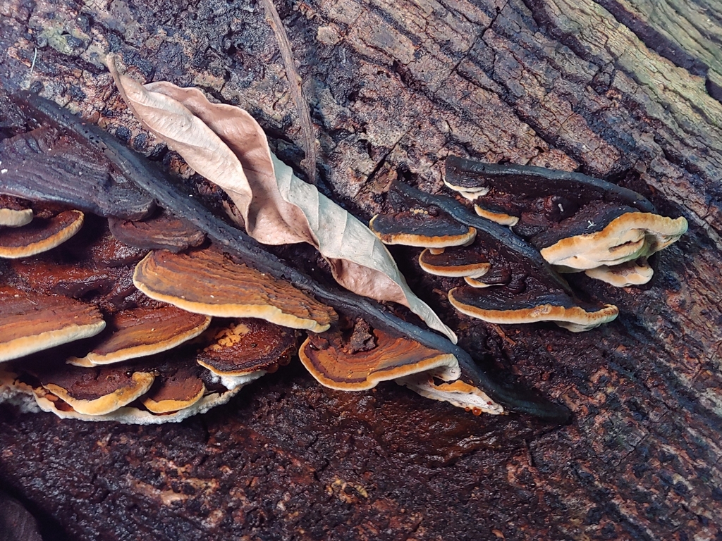 Ochrosporellus portoricensis