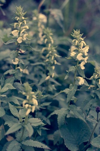 Pedicularis yezoensis iNat (2)