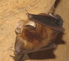 Rhinolophus adami