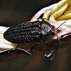 Polycesta