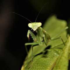 Callimantis antillarum