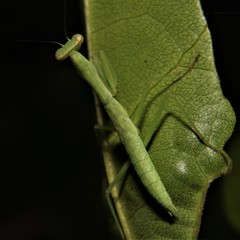 Callimantis antillarum
