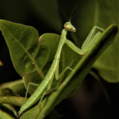 Callimantis antillarum
