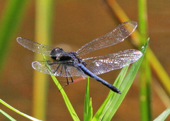 Celithemis verna