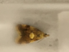 Pseudargyrotoza conwagana