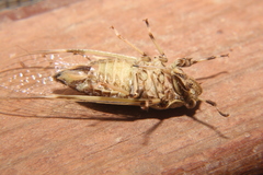 Proarna hilaris