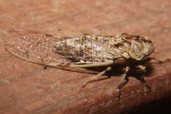 Proarna hilaris