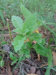 Gymnanthemum amygdalinum