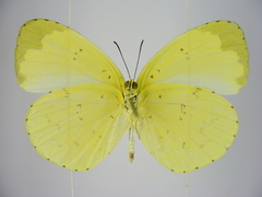 Eurema senegalensis