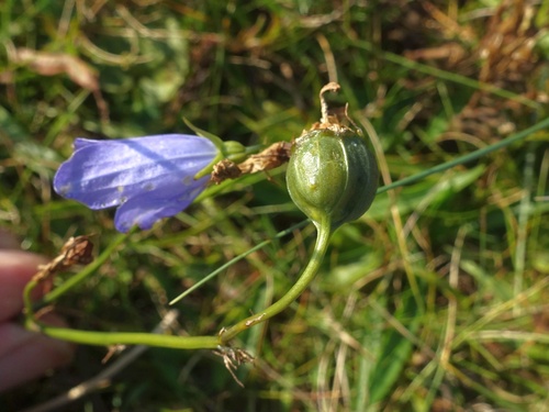 Miarus campanulae