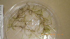 Zannichellia palustris