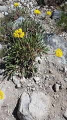 Oligogonum