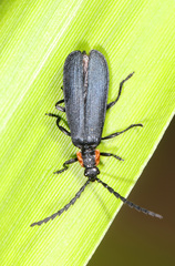 Calochromus perfacetus