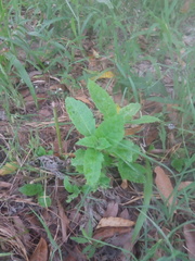 Gymnanthemum amygdalinum