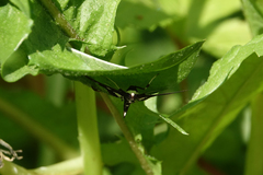 Desmia maculalis
