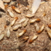 Asian Subterranean Termite - Photo (c) Bill Lucas, some rights reserved (CC BY-NC), uploaded by Bill Lucas