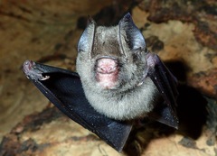 Hipposideros caffer