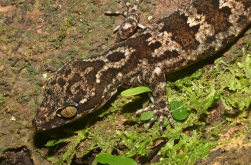 Sabah Bow-fingered Gecko