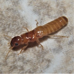 Kalotermitidae