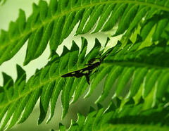 Desmia maculalis