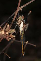 Libellula incesta