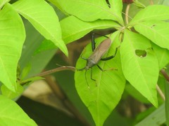 Notobitus
