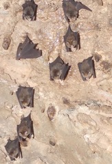 Hipposideros caffer