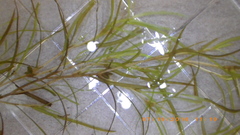 Zannichellia palustris