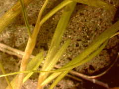 Zannichellia palustris