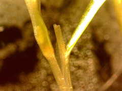 Zannichellia palustris