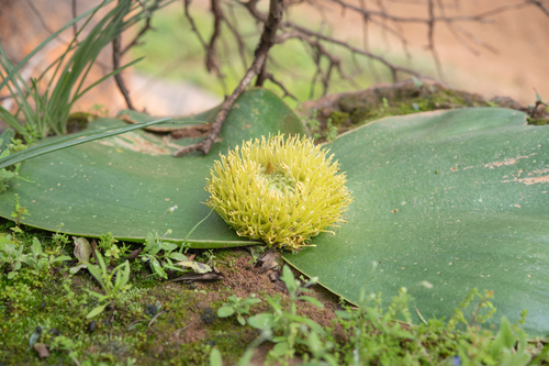 Massonia depressa