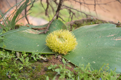 Massonia (Massonia)