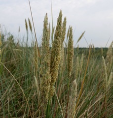 Leymus arenarius