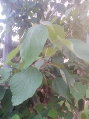 Gmelina arborea