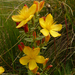 Hypericum linarioides linarioides - Photo (c) Nikita Tiunov, some rights reserved (CC BY-NC-ND)