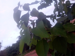 Gmelina arborea