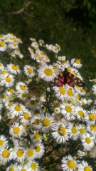 Praezygaena caschmirensis