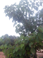 Gmelina arborea