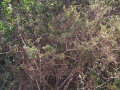 Asparagus lignosus