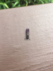 Parancistrocerus histrio