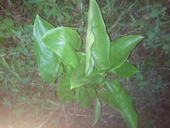 Araceae