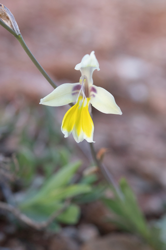 Sparaxis galeata