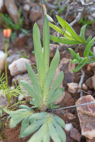 Sparaxis galeata