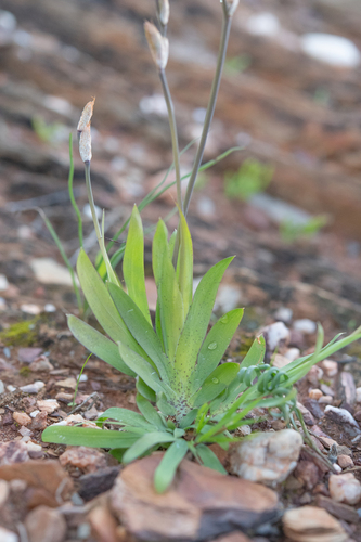 Sparaxis galeata
