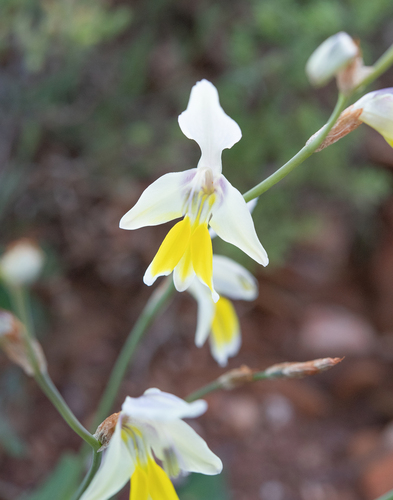 Sparaxis galeata